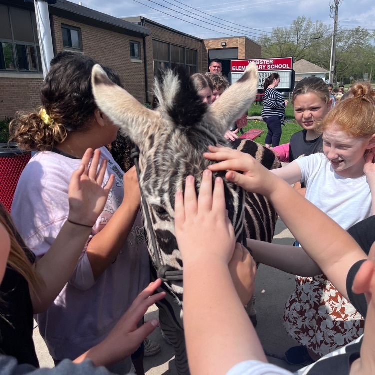 Webster 5th graders enjoyed the surprise invite to see and pet a zebra today! 